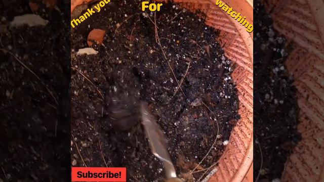 Planting Ginger In A Pot