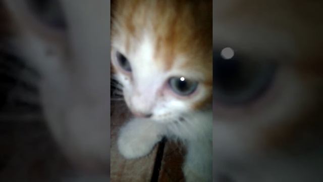 Котята и шипящая пантэра . смотреть онлайн