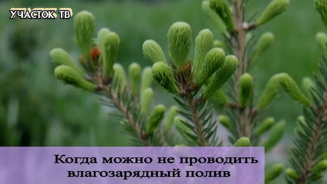 ВЛАГОЗАРЯДНЫЙ ПОЛИВ - Как Спасти Растения от Солнечного Ожога - Зачем Нужен Влагозарядный Полив смотреть онлайн