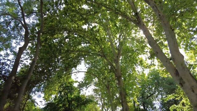 Узбекистан | Ташкент | Мирабадский район смотреть онлайн