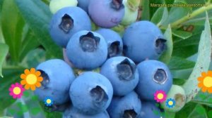 Голубика высокорослая Нортланд. Краткий обзор, описание характеристик vaccinium Northland