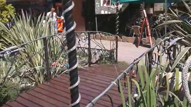 Сочи Краснодарский край, Парк Ривьера, растения, дельфинаний смотреть онлайн