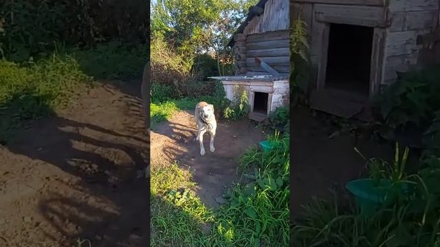 Нас давно не было. Идём на дачу. смотреть онлайн