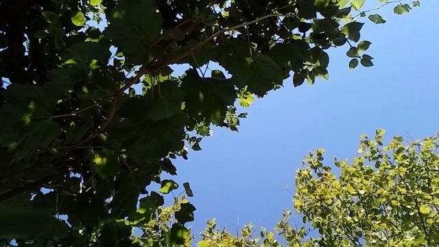 20240810_152115.mp4 смотреть онлайн