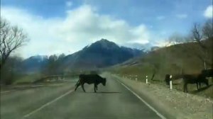 Путешествие на машине. Как менялась картинка. Астрахань - Кисловодск - Домбай - Сочи