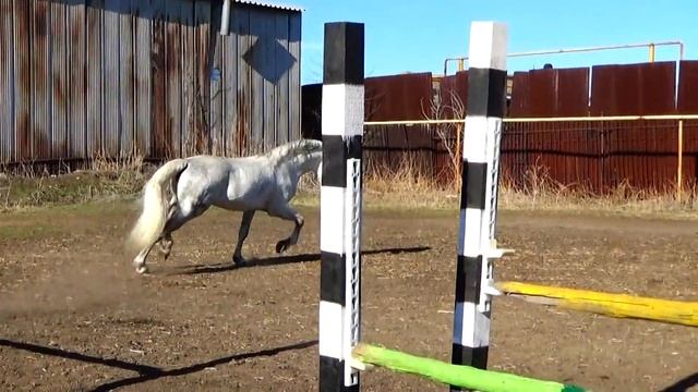 Орловский жеребец Купаж. Продажа