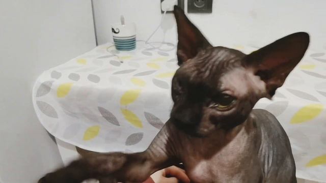Найденыш - САМЫЙ ЛАСКОВЫЙ КОТ В МИРЕ | КАНАДСКИЙ СФИНКС ЦЕЛУЕТСЯ | смотреть онлайн