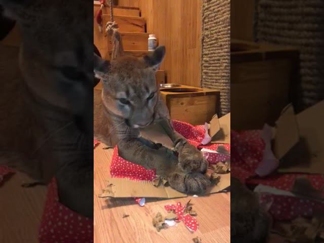 День рождения Месси. Messi's Birthday