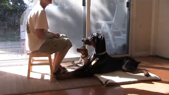 Dog Training Food Aggression 10 21 09 смотреть онлайн