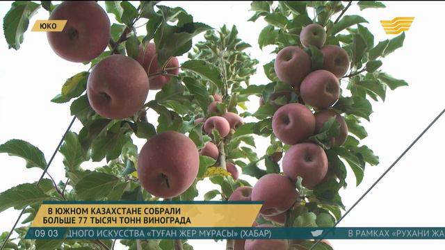 Фермеры отдают предпочтение интенсивному садоводству смотреть онлайн