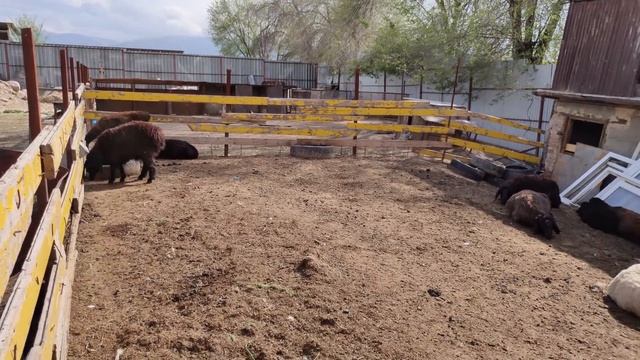 В Хозяйстве у Сабита - Разведение Индюков "первый опыт" смотреть онлайн