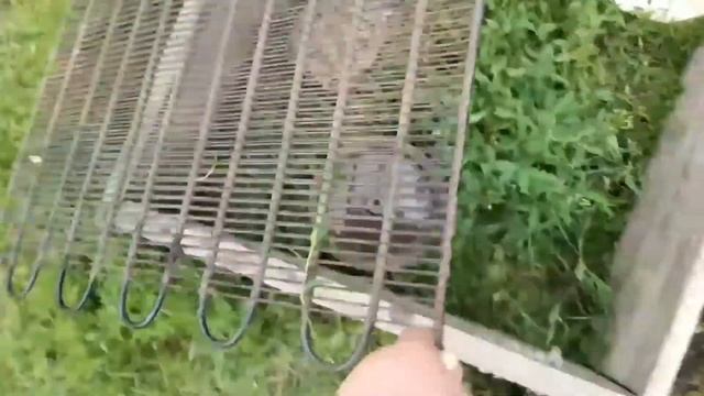 24 часа зелёный/ Я ем ЩАВЕЛЬ