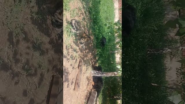 Этот страшный полосатый зверь! смотреть онлайн