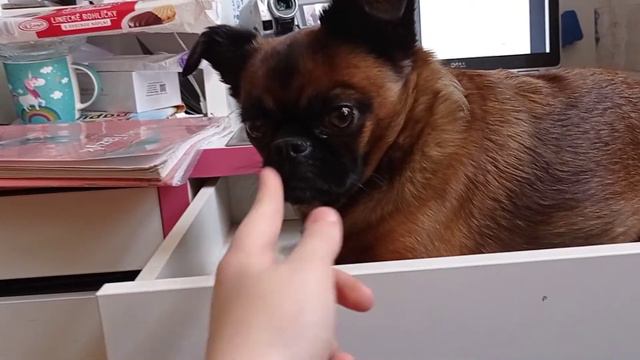 Matylda does not want go out of my drawer! смотреть онлайн