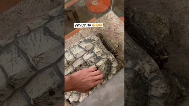 Грифовая черепаха ? #экзотика #экзотическиеживотные #животные #рептилии #черепахи #хищныечерепахи смотреть онлайн