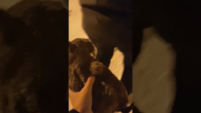 бобер хищник смотреть онлайн