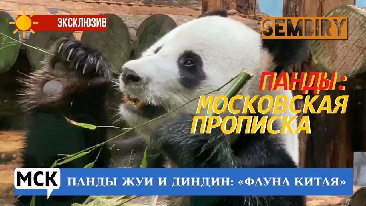 ПАНДЫ ЖУИ И ДИНДИН: ФАУНА КИТАЯ В ЗООПАРКЕ. ЭКСКЛЮЗИВ. МСК. Выпуск от 23.10.2022 смотреть онлайн