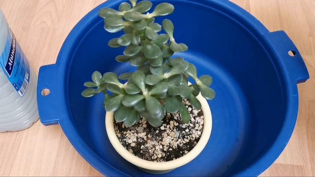 Денежное дерево, толстянка. Как избавиться от мошек на комнатных растениях. смотреть онлайн