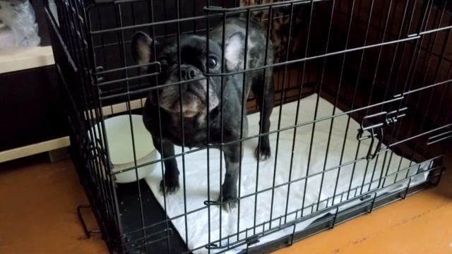 Последний день за решёткой! Впереди такое сладкое слово - Свобода!!! 👏🐕🎊 смотреть онлайн