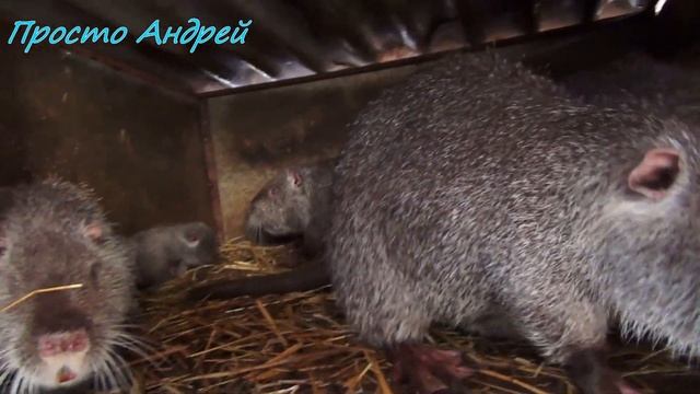 НУТРИЯ пополнение и поздравление ответы на коментарии