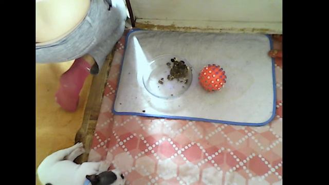 Щенки голубого французского бульдога смотреть онлайн