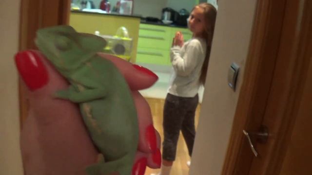 ВЛОГ Хамелеона Бакса Vlog chameleon Bax asleep 變色龍 Йеменский Chamaeleo calyptratus смотреть онлайн