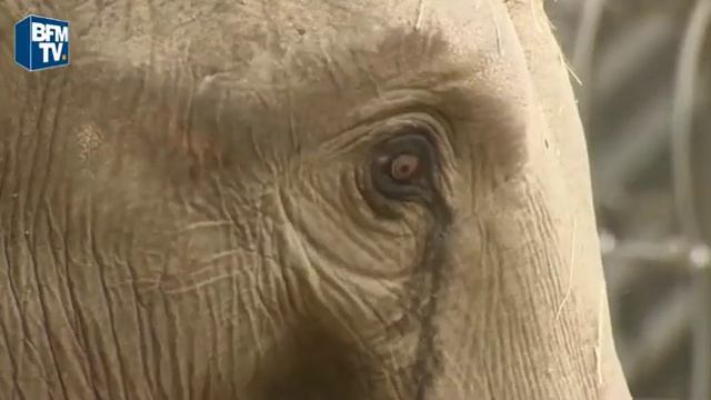 Новорожденный слоненок смотреть онлайн