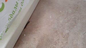 Отель DUJA Bodrum 5* Шок и Ужас!Такого вы  ещё не видели! Смотреть до конца!