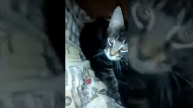 Котята Мейн кун 3 мес.,продаются. смотреть онлайн