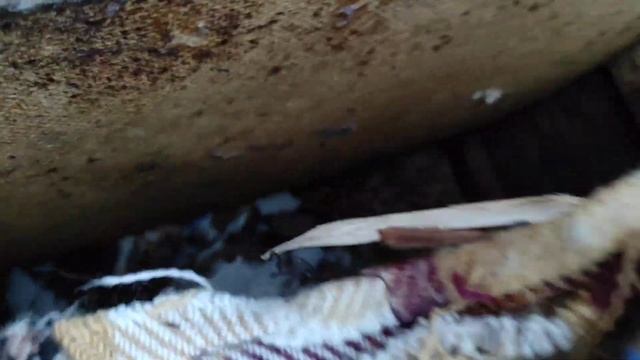 Пчеловодство. Мыши атакуют пасеку после отепели!Спасаю пчёл от грызунов. #зимовка_пчёл #мыши смотреть онлайн
