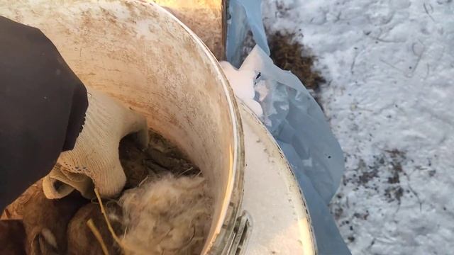 КРОЛЬЧАТА ЗИМНЕГО ОКРОЛА 2020-2021 смотреть онлайн