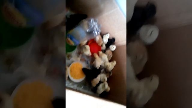 Двухнедельные цыплята смотреть онлайн