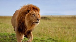 Молитва о животных — можно ли молиться, кому и как