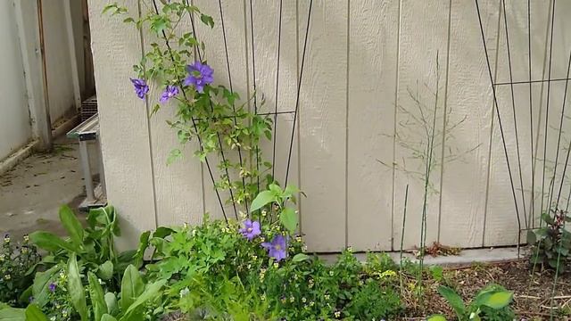 My Clematis Story -  The Moment Of Truth!