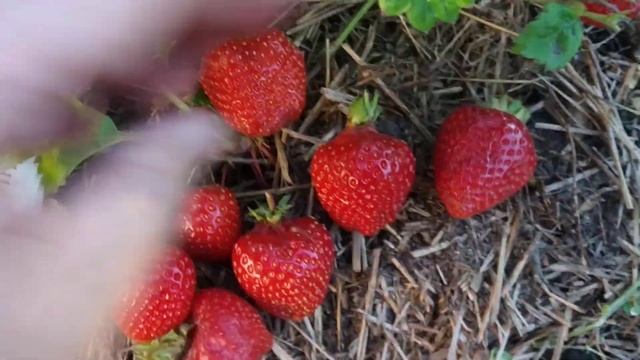 Сорт клубники Роксана из рассады фриго. Удачные сорта в моей коллекции смотреть онлайн