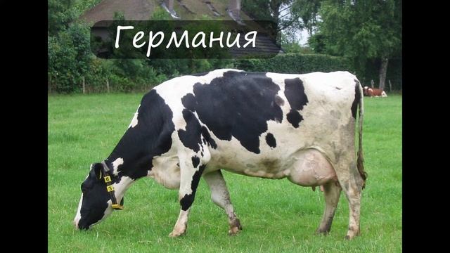 Животные - символы стран смотреть онлайн