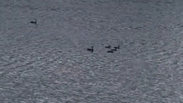 Плавающие утки, фото уток, чёрный фон и один взрыв смотреть онлайн