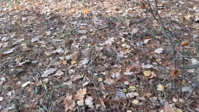 Сбор грибов в ноябре месяце. смотреть онлайн