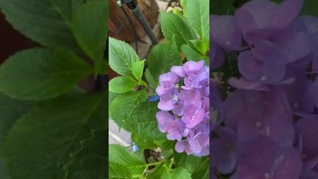 Pink Elf® French Hydrangea- Nikko Blue Hydrangea macrophylla 'Nikko Blue' смотреть онлайн