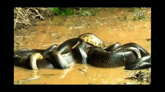GIANT ANACONDA VS BOA Real Fight The battle of the Animals смотреть онлайн