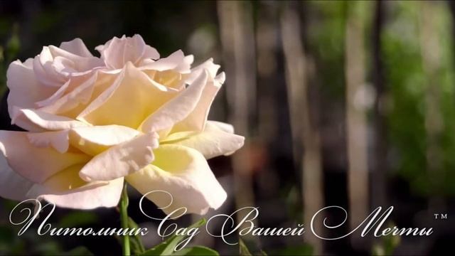 Роза Osiana.Обзор сорта. Питомник роз "Сад Вашей Мечты" R-148 смотреть онлайн