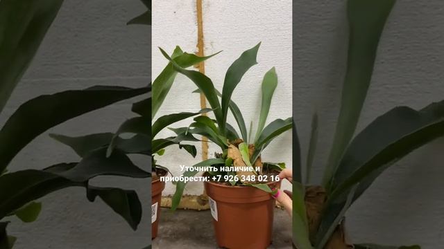 Платицериум Бифуркатум подвесной 17/40 смотреть онлайн