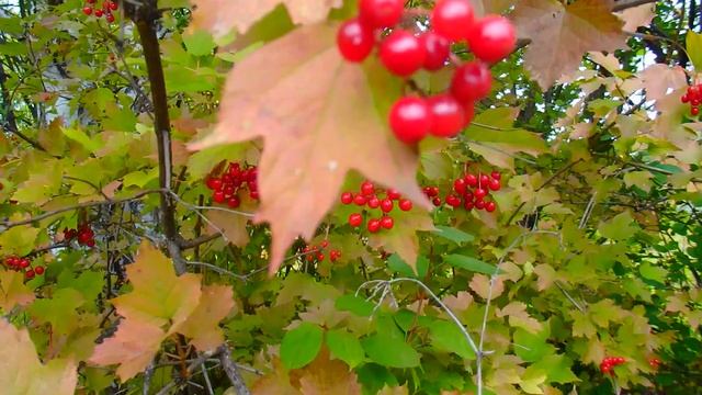 Ягода калина ! Собираю калину ,варим варенье ! смотреть онлайн