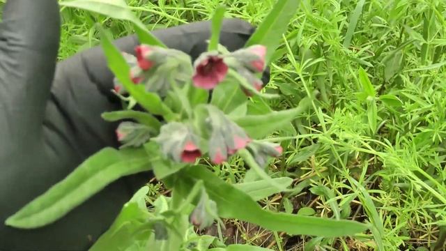 Лекарственные растения мая "Чернокорень лекарственный" смотреть онлайн