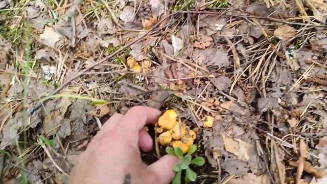 ЗА ГРИБАМИ‼️ПОЕЗДКА В ЛЕС‼️#грибы2023 #ЗАГРИБАМИ #загрибами #прогулкаполесу