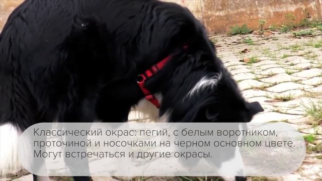 Порода бордер-колли смотреть онлайн