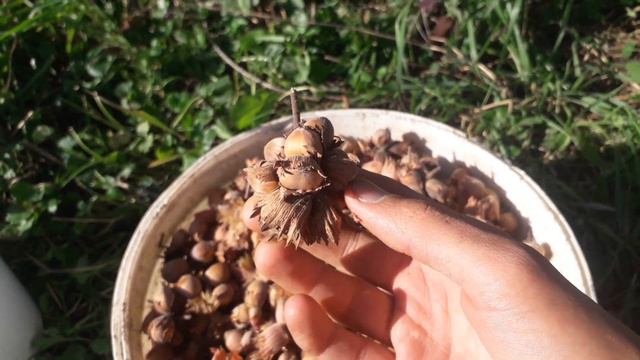 Фундук Сирена. Зважування урожаю з 8 річного дерева. смотреть онлайн
