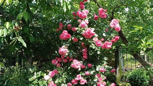 Все ПЛЕТИСТЫЕ РОЗЫ моего сада. Прогулка-обзор. смотреть онлайн