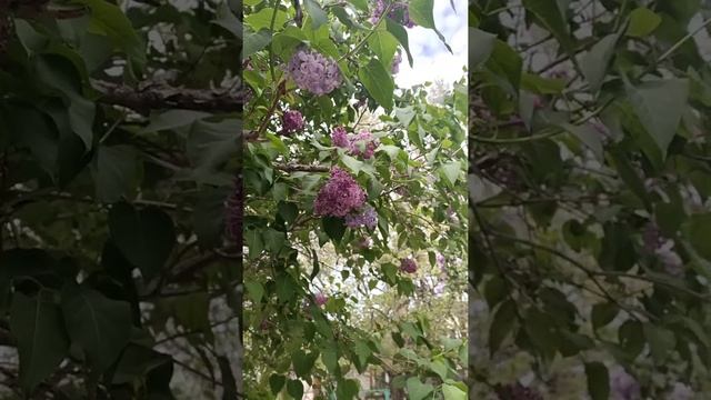 Анапа красива в мае. Цветёт сирень. Весна на юге смотреть онлайн