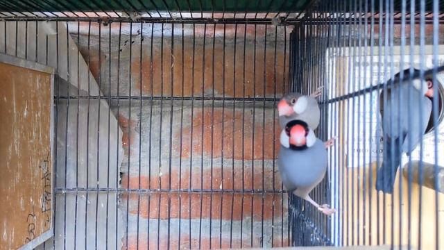Pastel Java Sparrow Mutation & Pastel Fawn Combination ( Basic Information ) Urdu смотреть онлайн